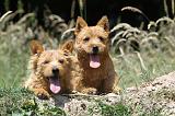 NORWICH TERRIER 001